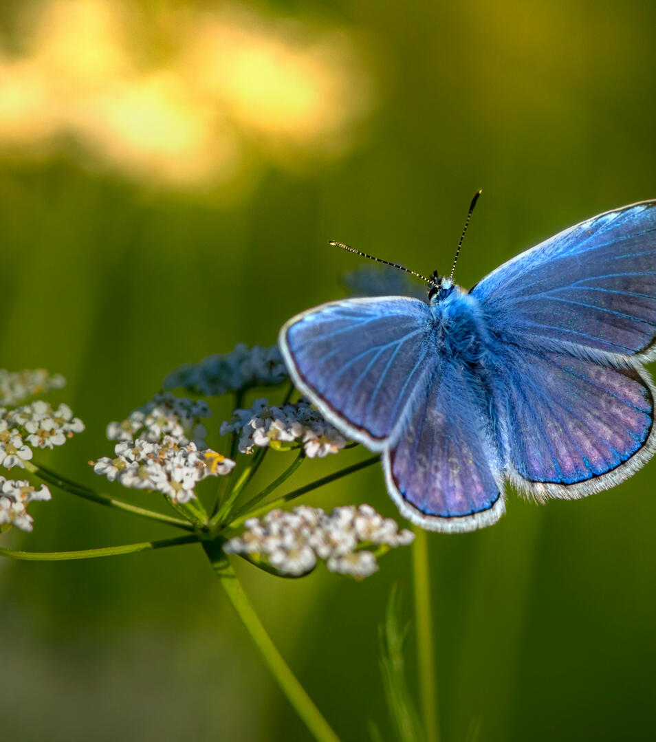 Ecologisch hovenieren